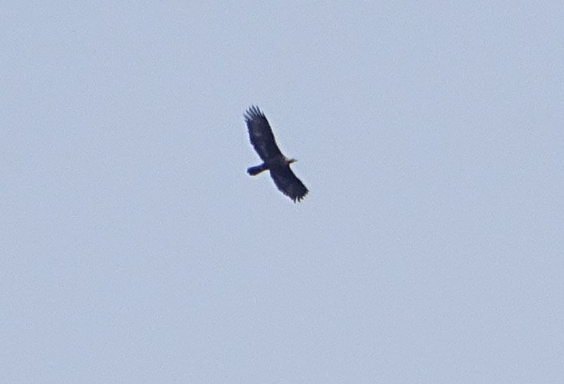 foto brutte 1....Aquila chrysaetos